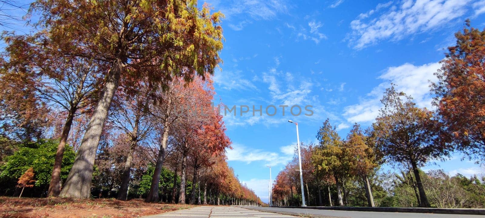 The pine trunks with forest on a background