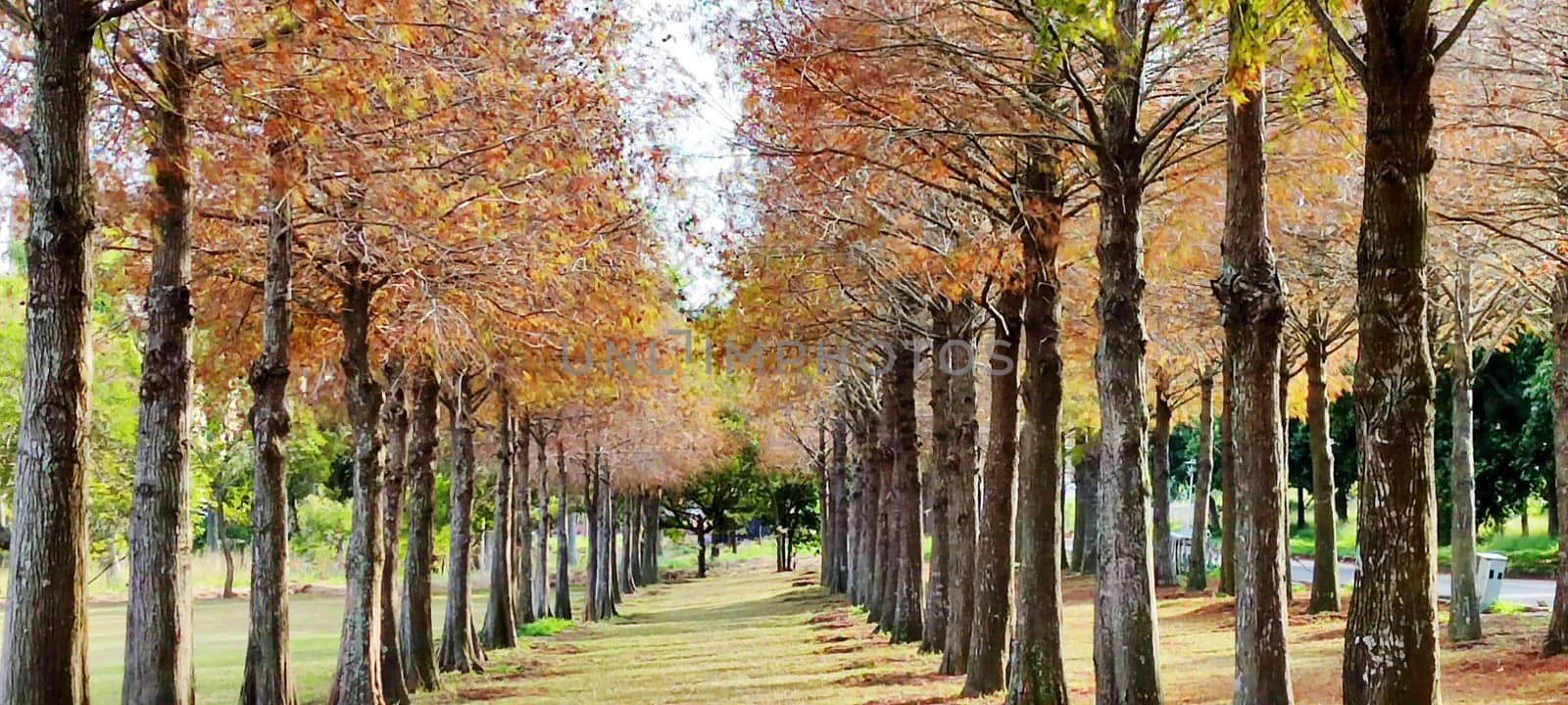 The pine trunks with forest on a background