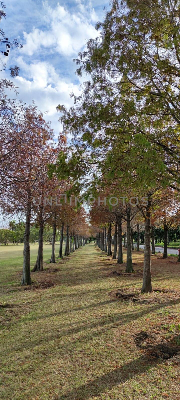 The pine trunks with forest on a background