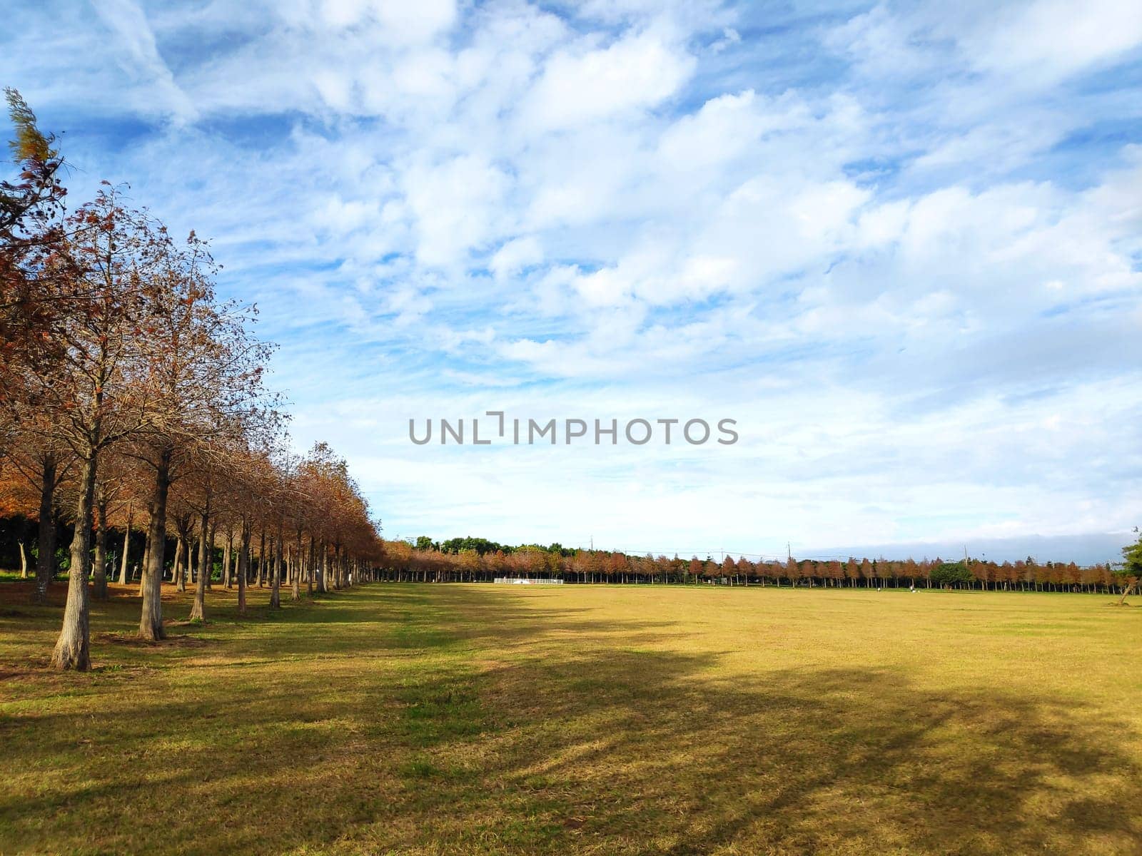 The pine trunks with forest on a background