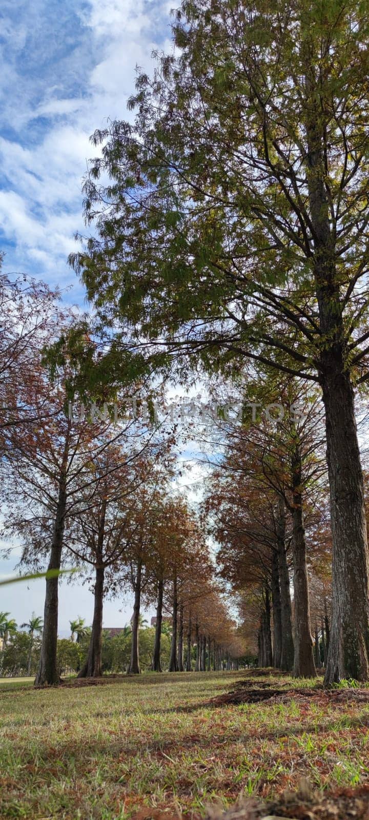 The pine trunks with forest on a background