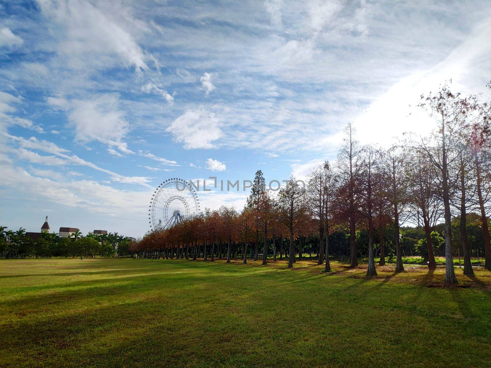 The pine trunks with forest on a background