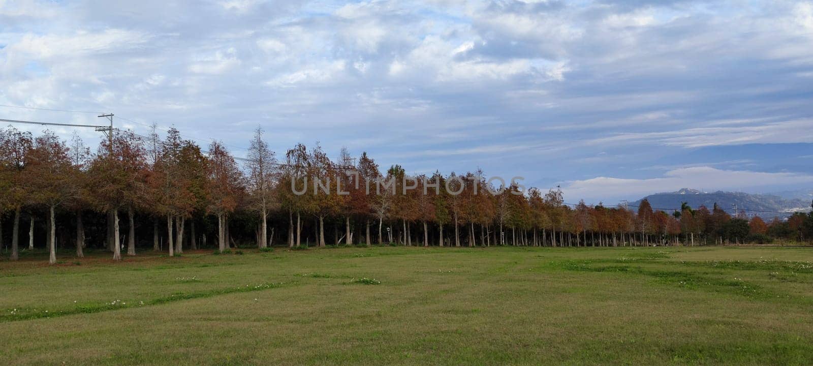 The pine trunks with forest on a background