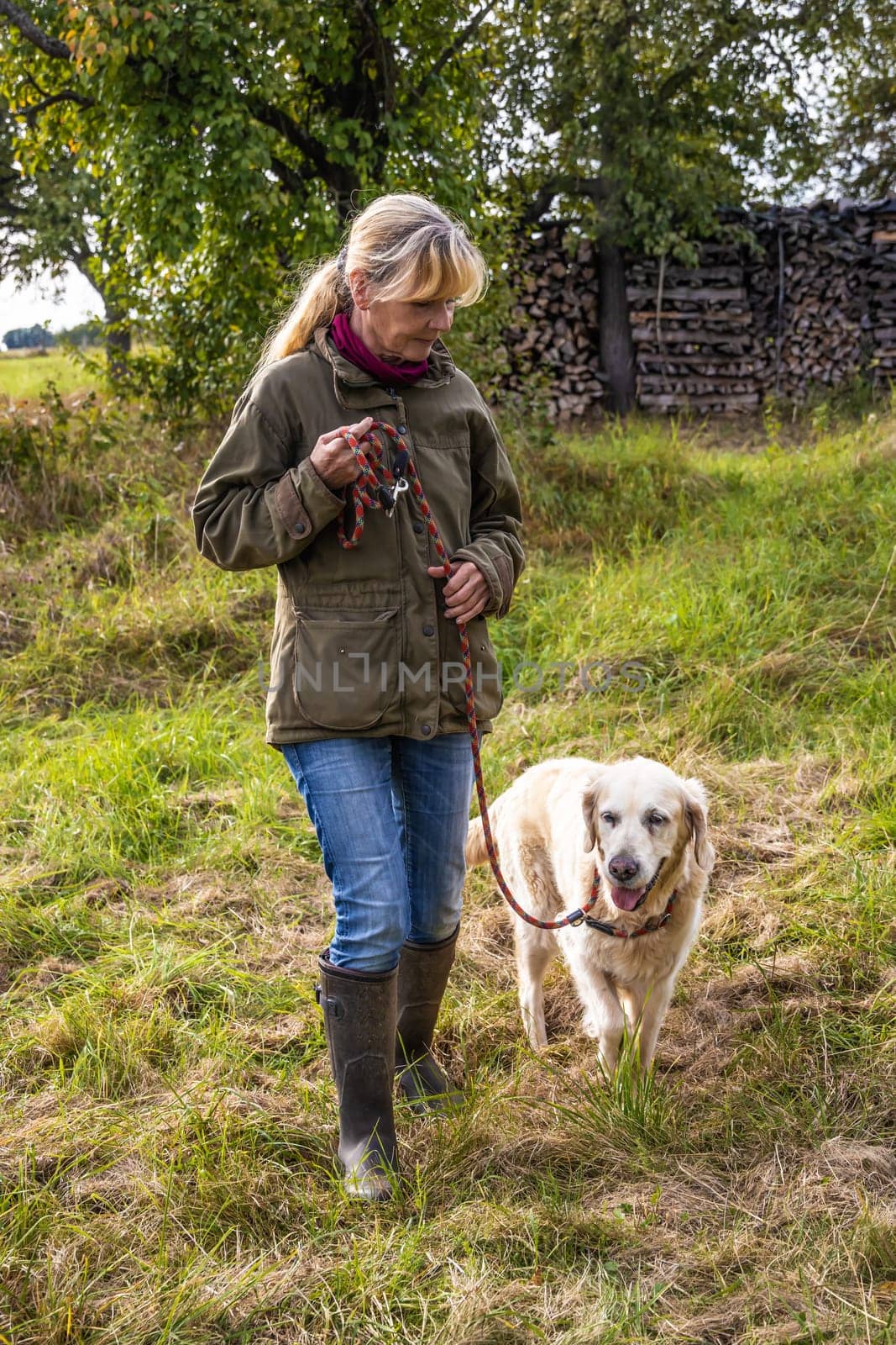 Dog trainer trains a golden retriever on a meadow in autumn.