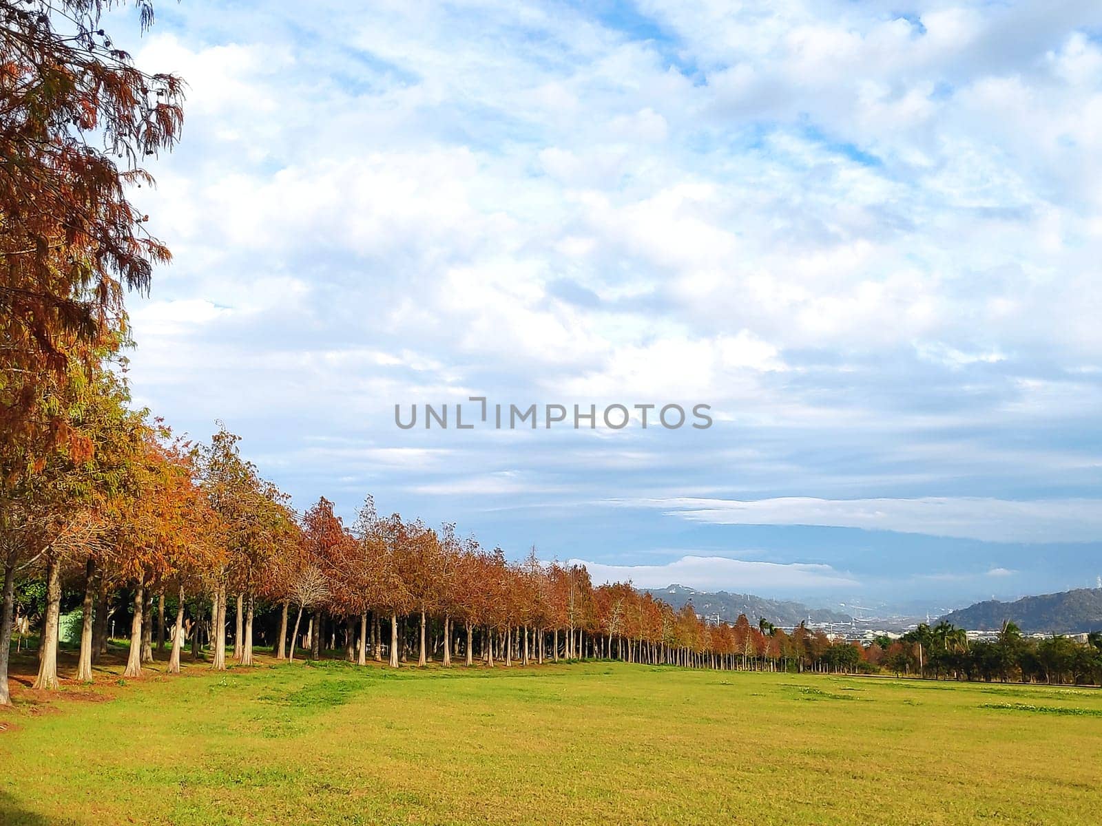 The pine trunks with forest on a background