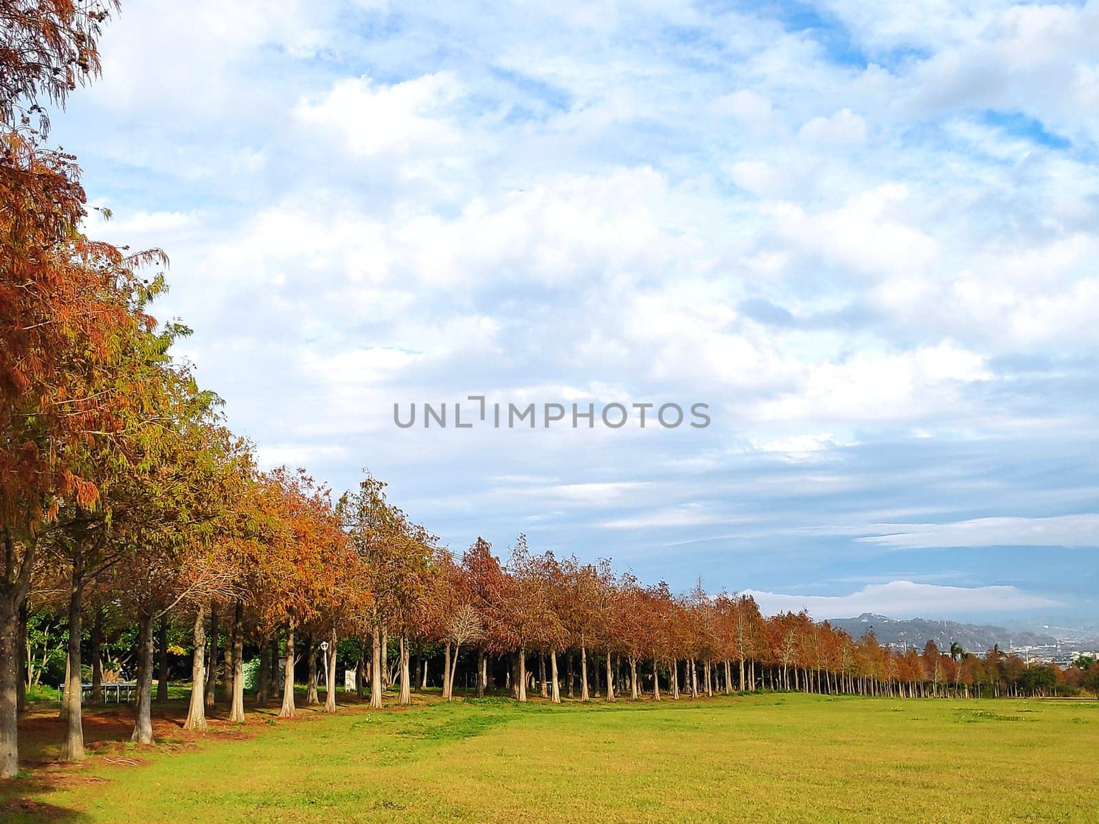 The pine trunks with forest on a background