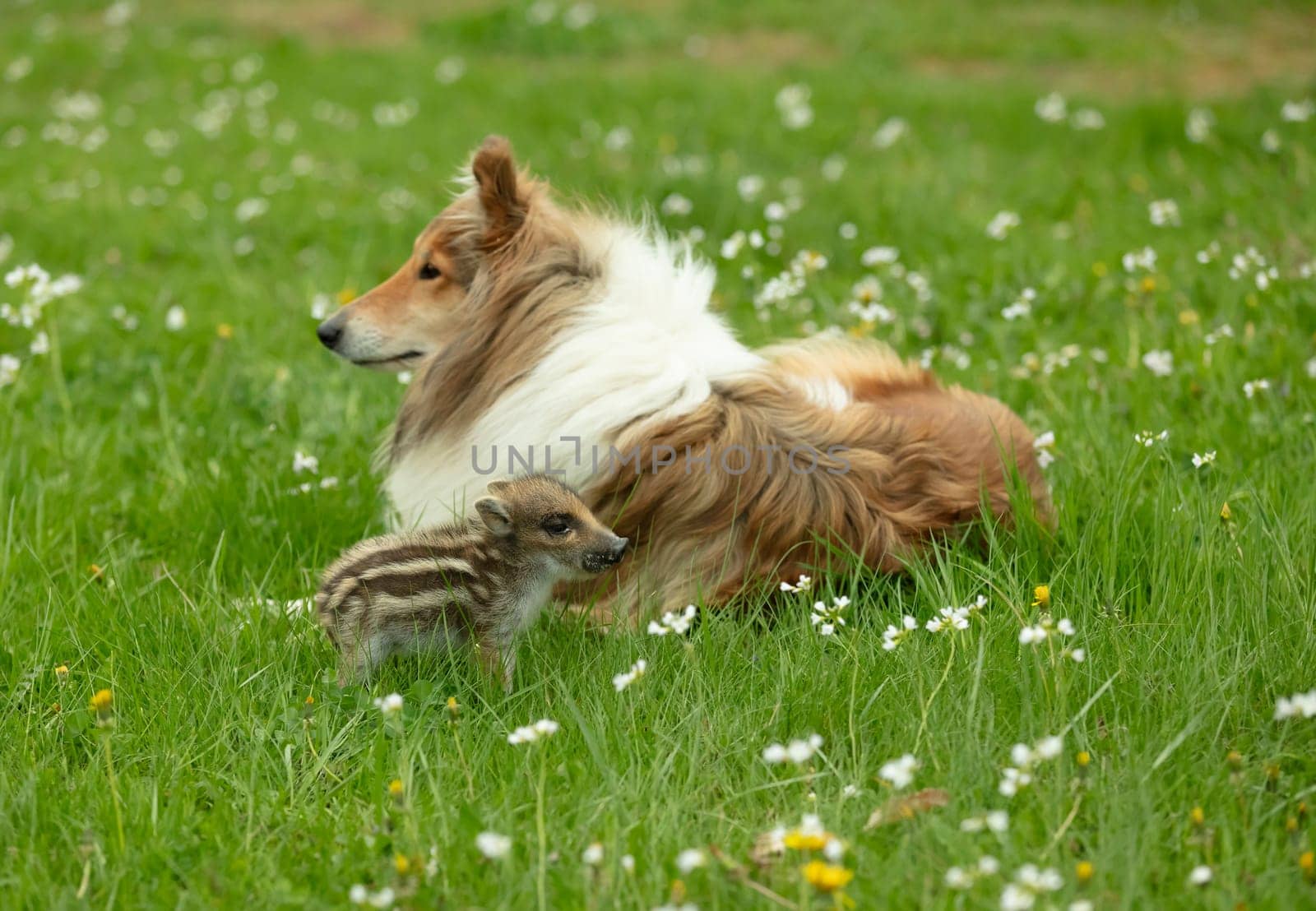 Wild Boar playing with Collie on a meadow in springtime