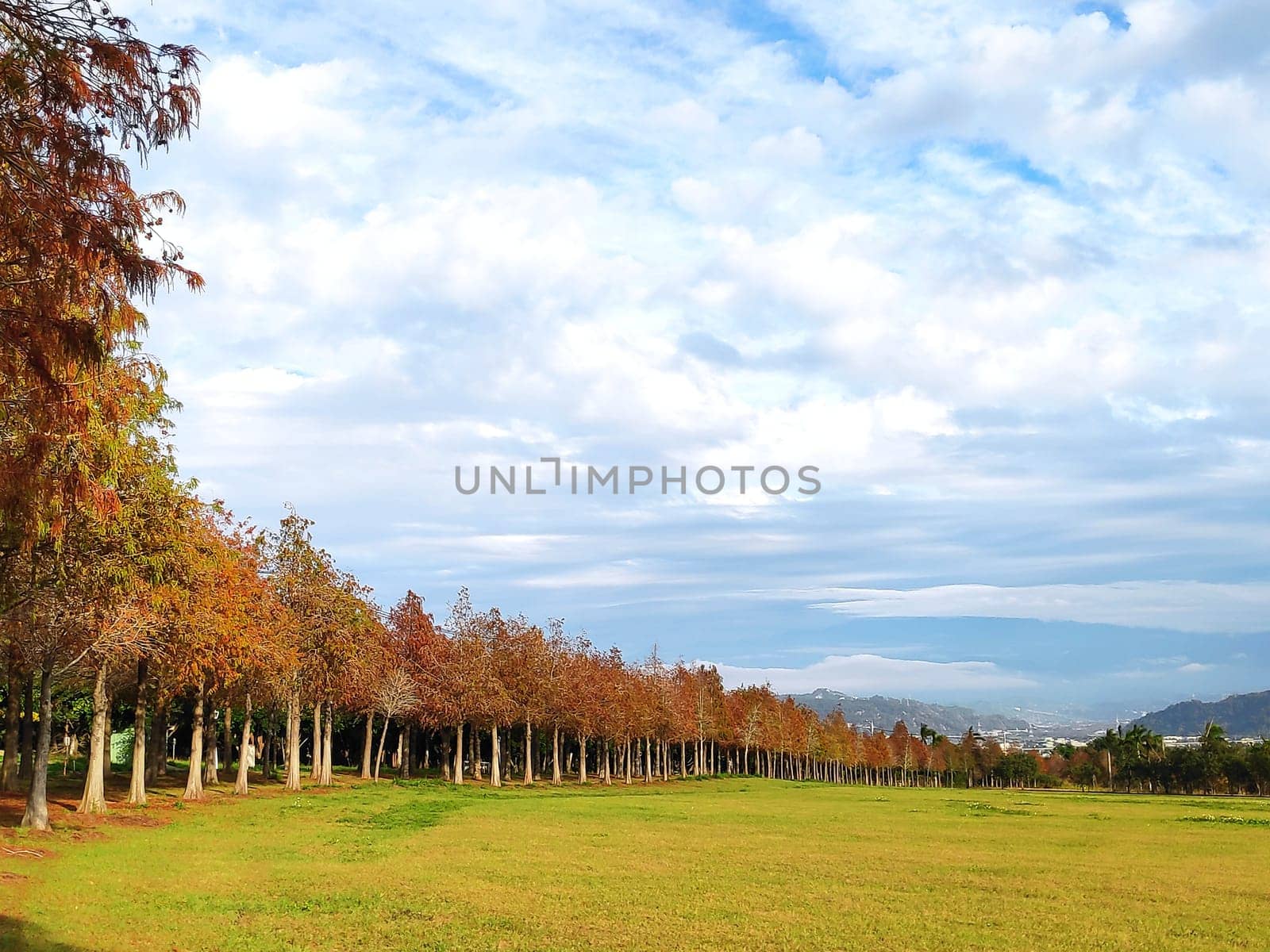 The pine trunks with forest on a background