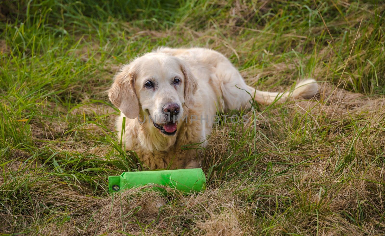 Portrait from old senior Golden Retriever with green Dummy