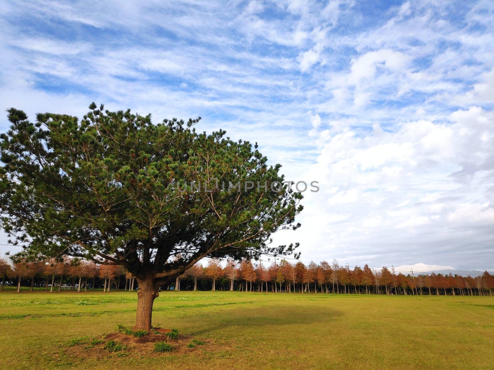 The pine trunks with forest on a background