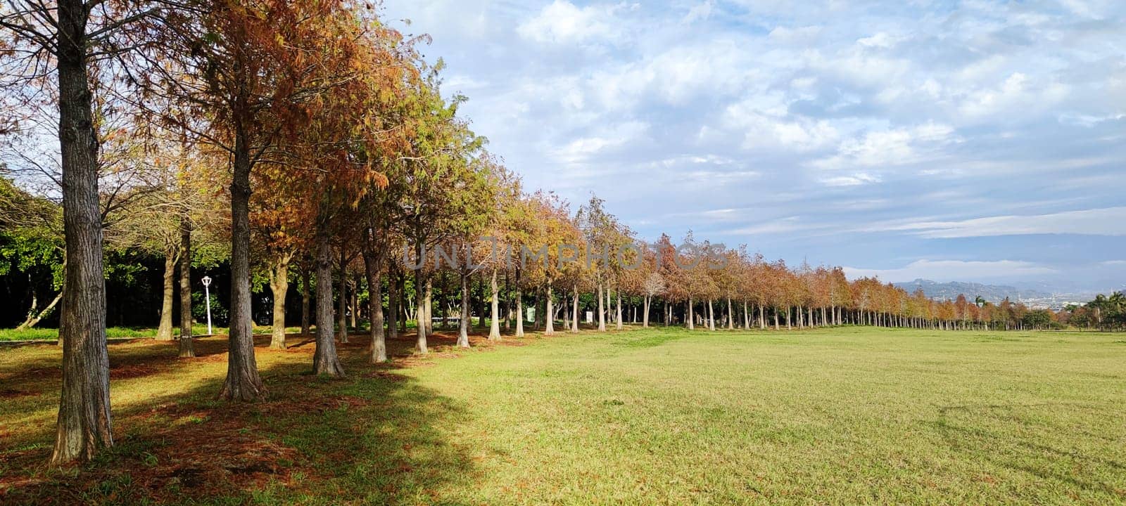 The pine trunks with forest on a background