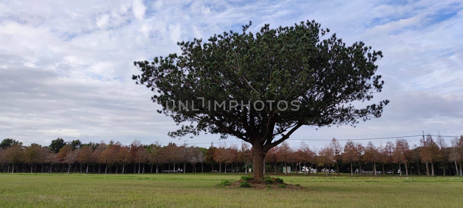 The pine trunks with forest on a background