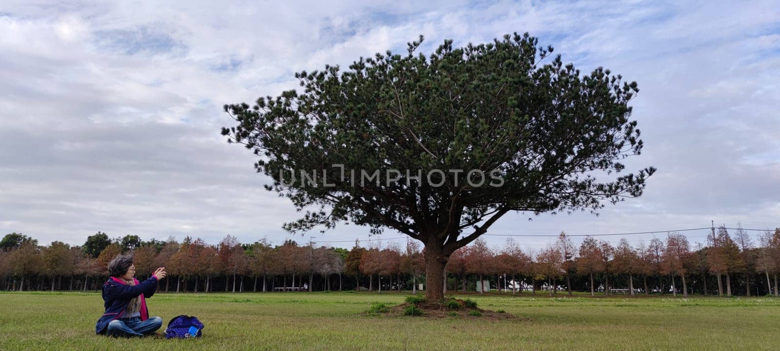 The pine trunks with forest on a background