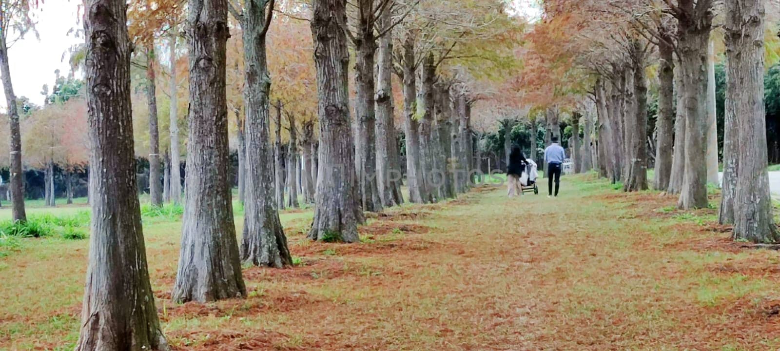 The pine trunks with forest on a background