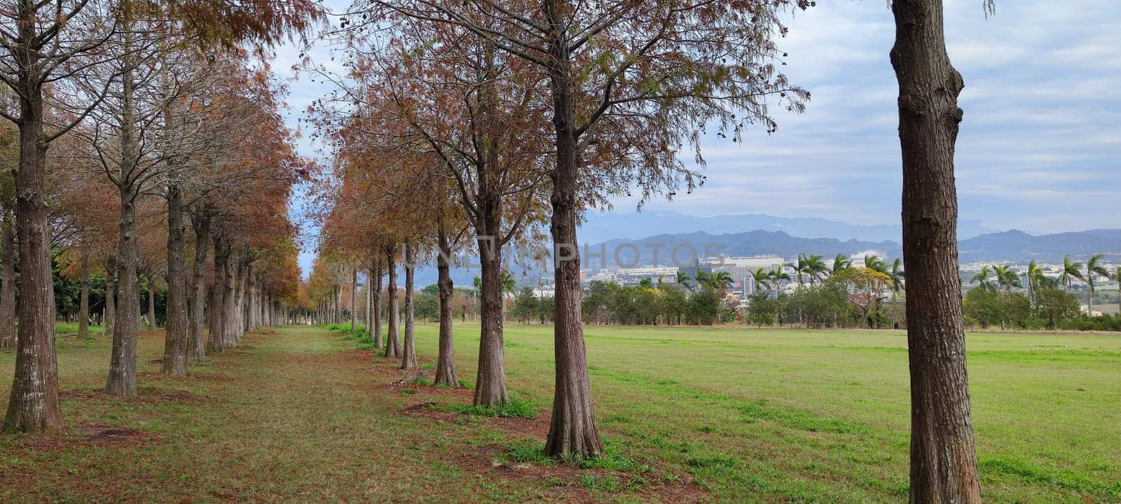 The pine trunks with forest on a background