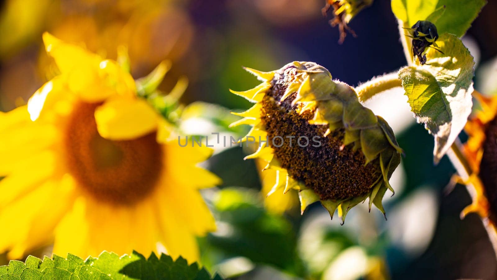Wilted Sunflowers on a sunny day at the beginning of autumn