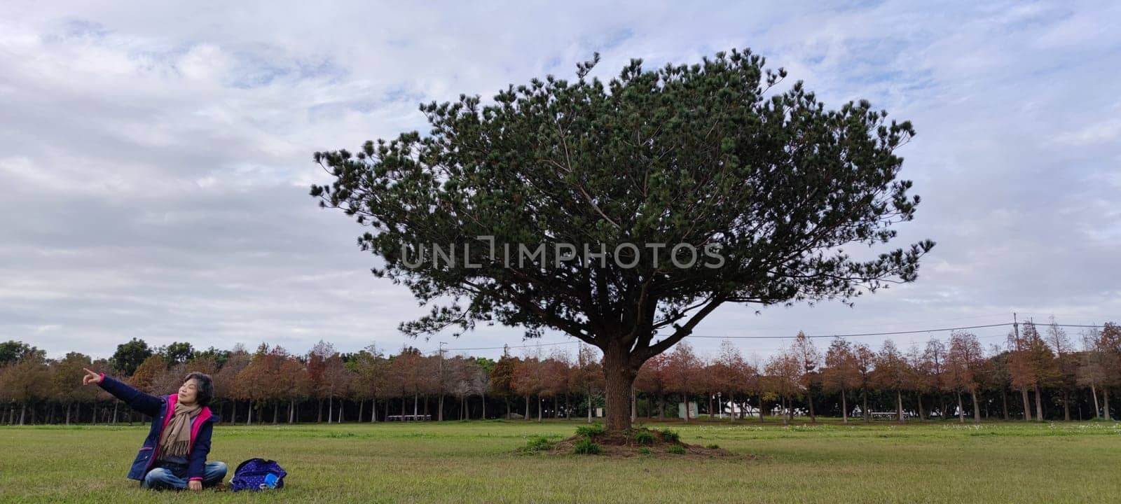 The pine trunks with forest on a background