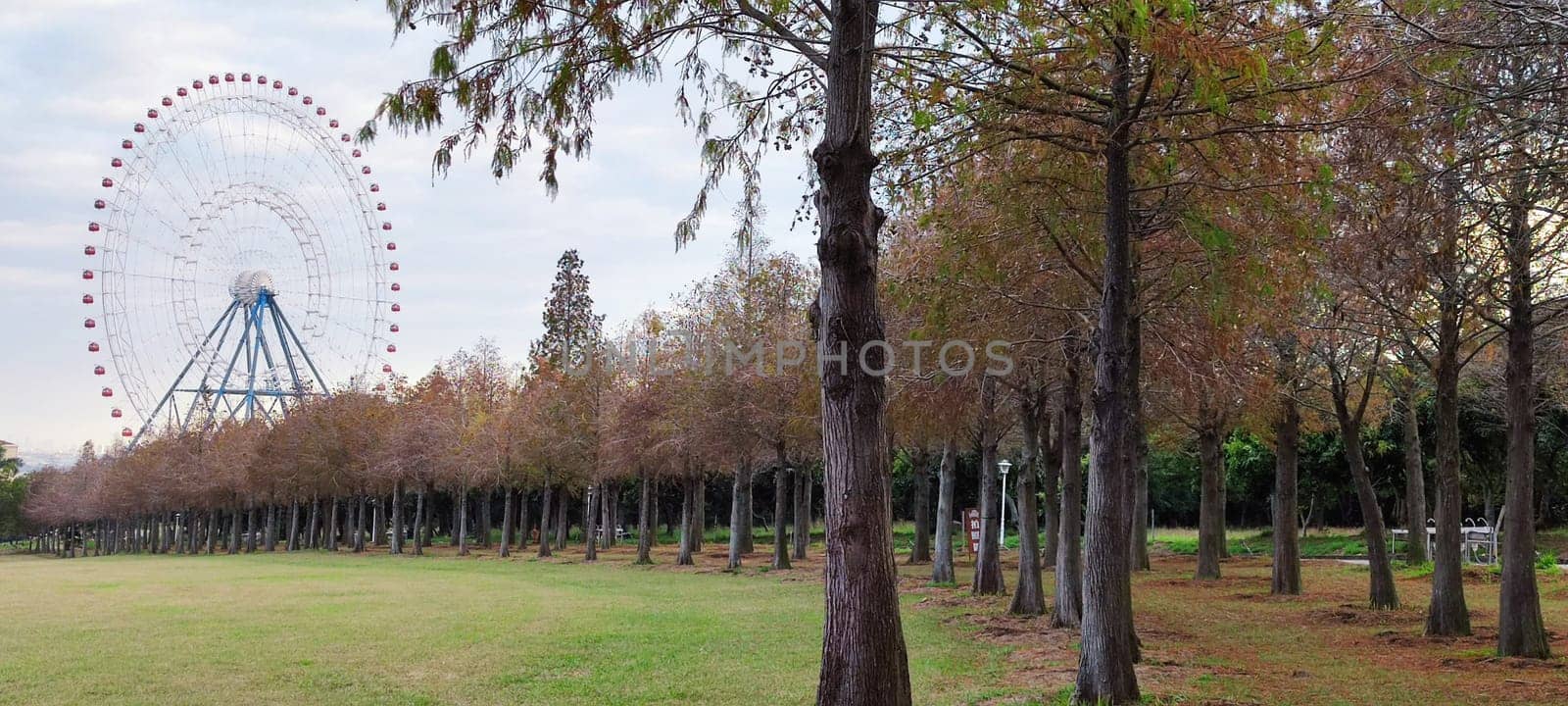 The pine trunks with forest on a background