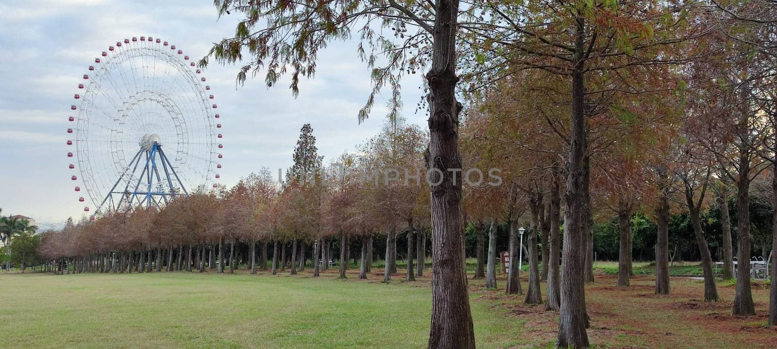 The pine trunks with forest on a background