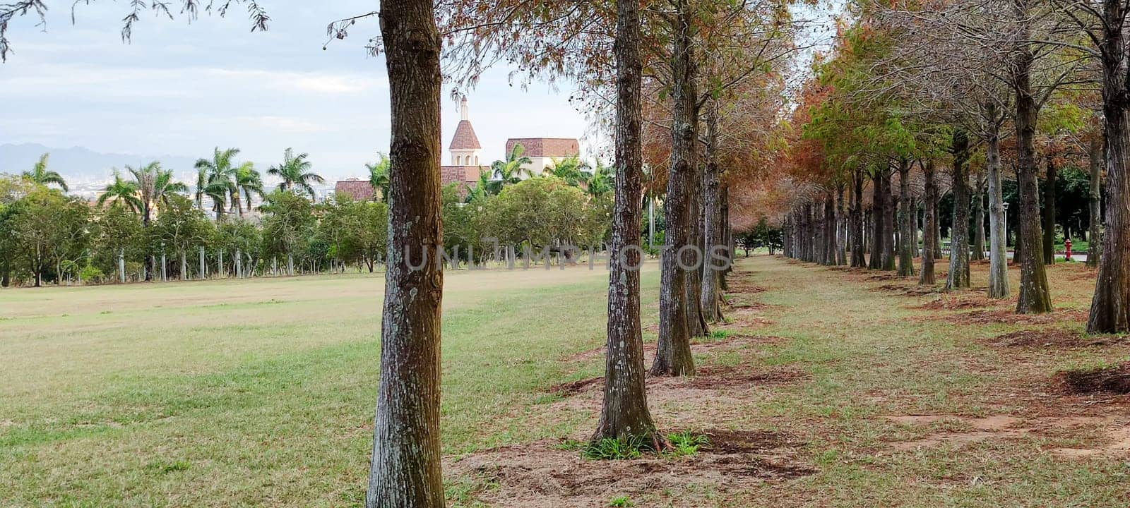 The pine trunks with forest on a background