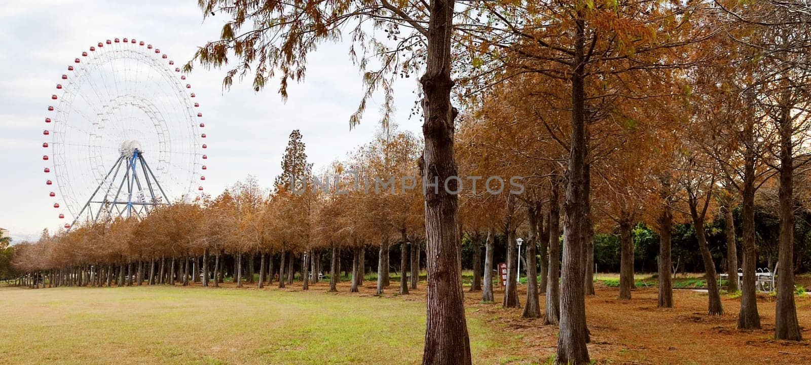 The pine trunks with forest on a background