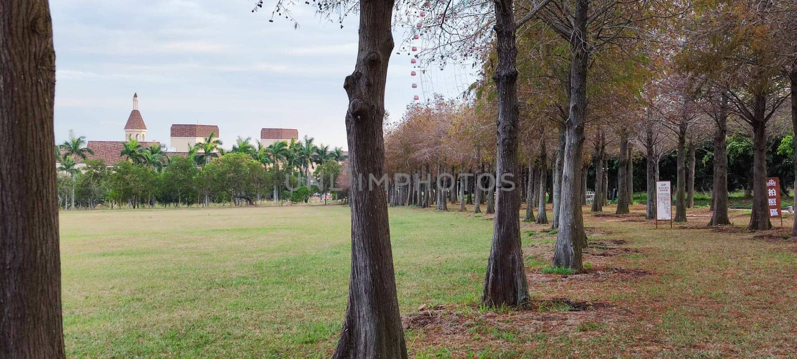 The pine trunks with forest on a background