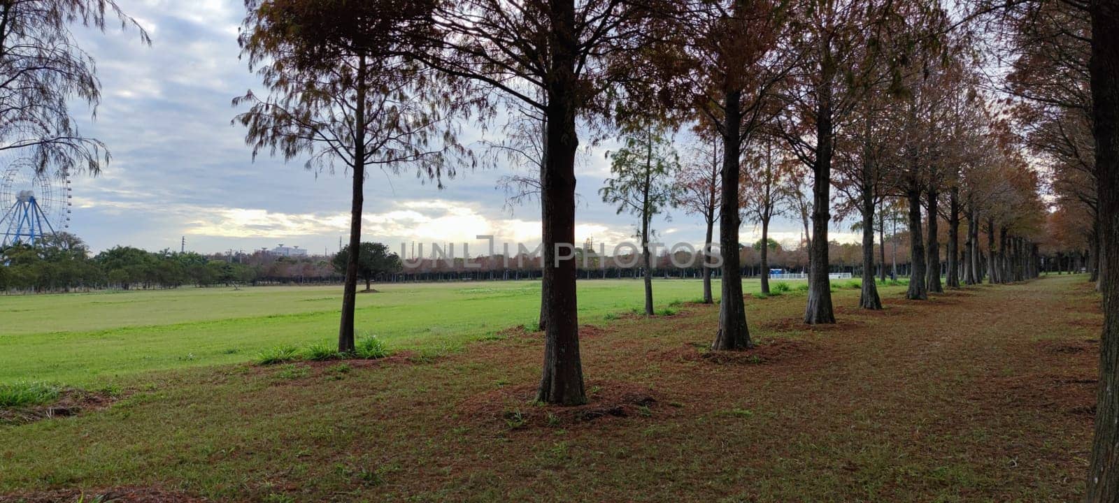 The pine trunks with forest on a background