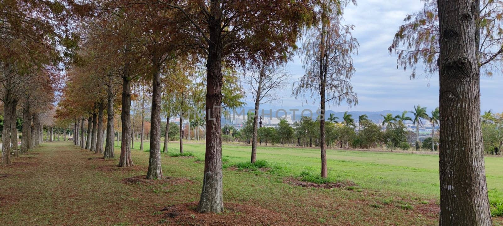 The pine trunks with forest on a background