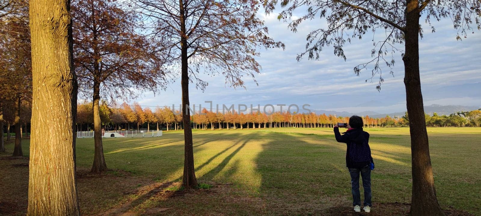 The pine trunks with forest on a background