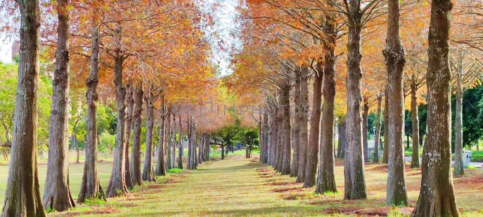 The pine trunks with forest on a background