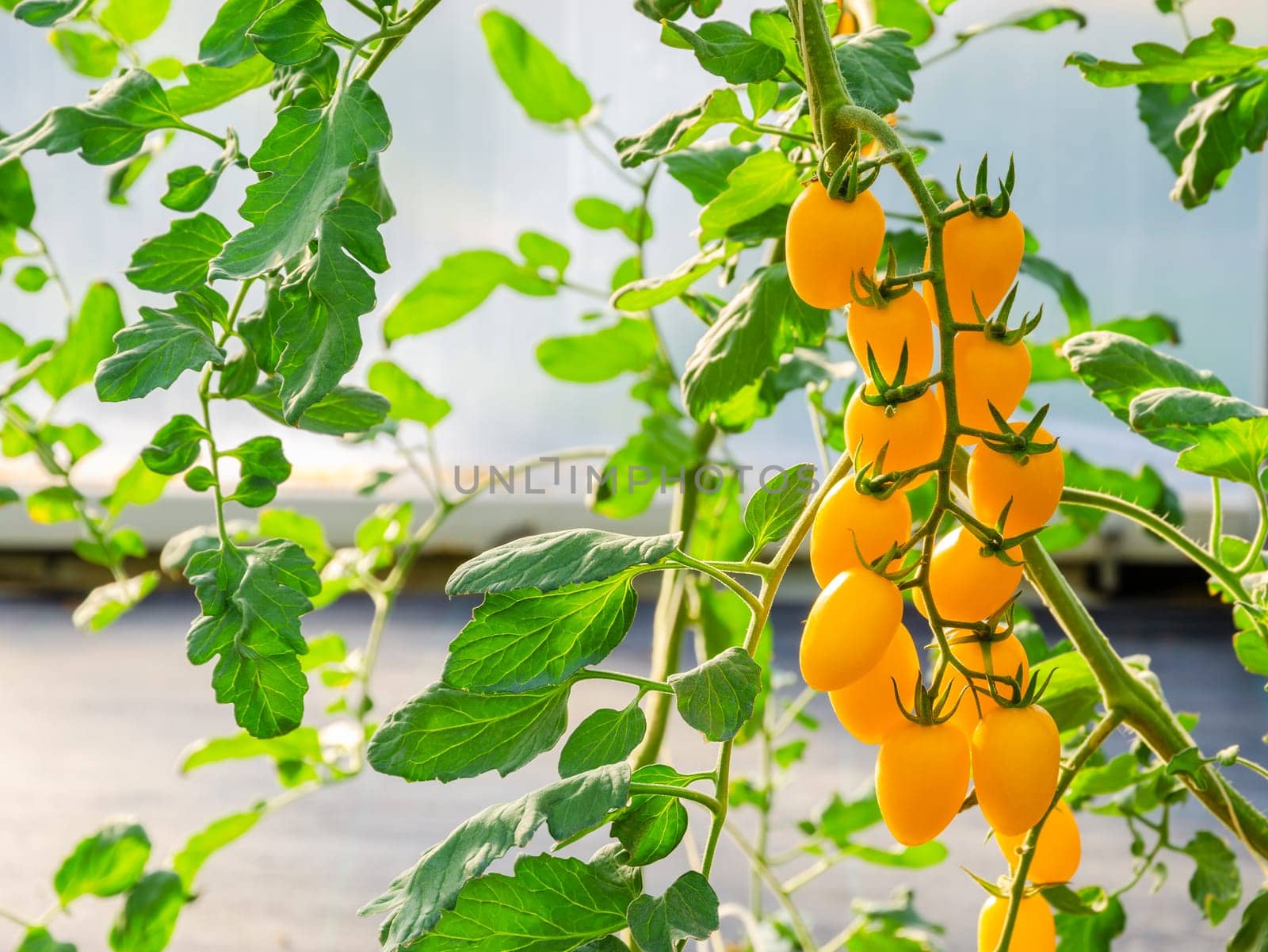Fresh bunch of yellow ripe cherry tomatoes on the plant in greenhouse garden ready to harvest