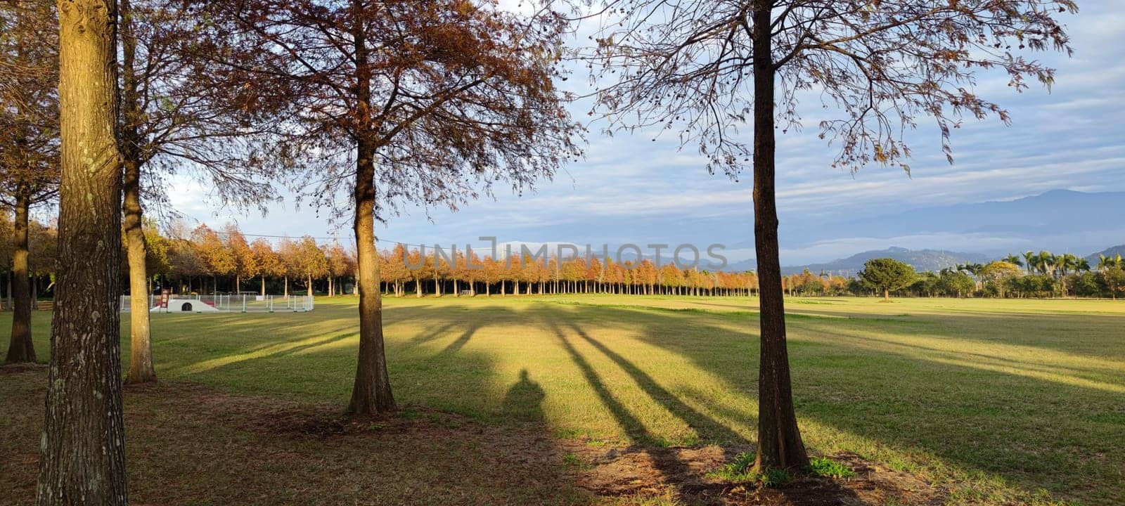 The pine trunks with forest on a background