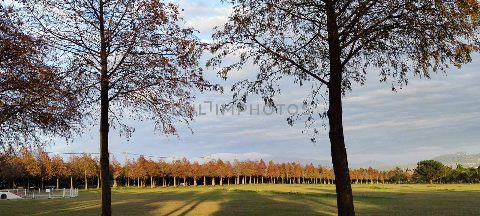 The pine trunks with forest on a background