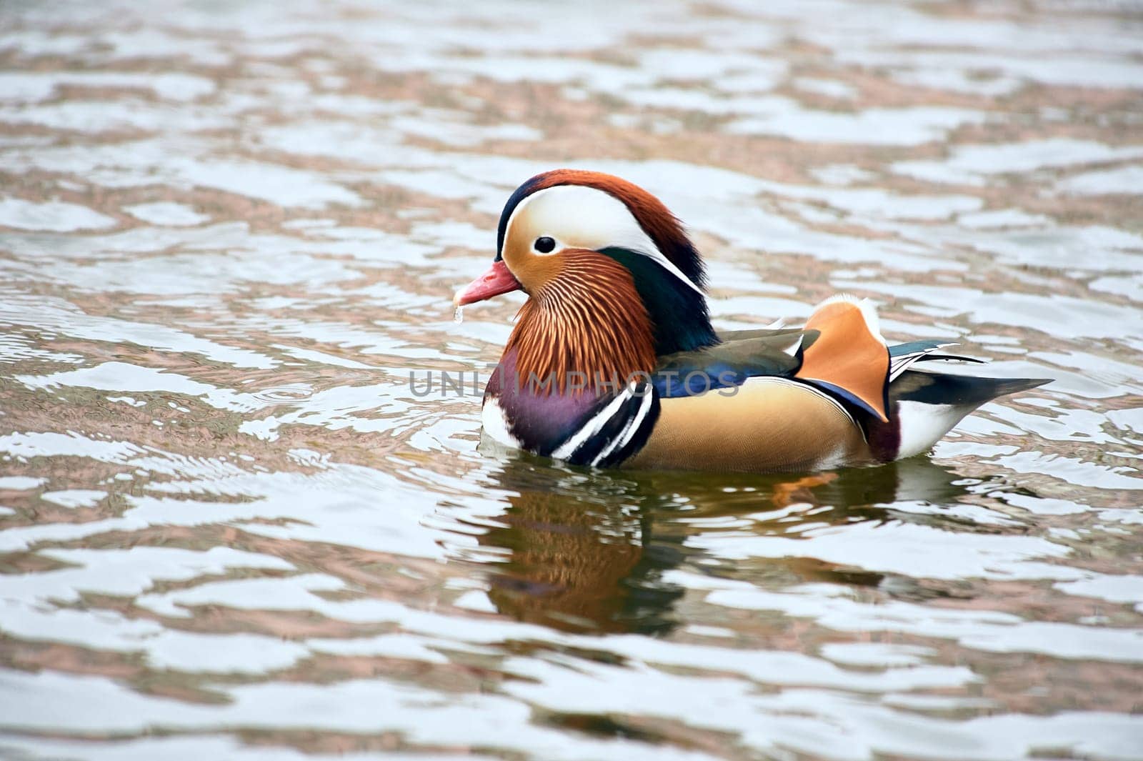 Mandarin duck swimming in a pond. High quality photo