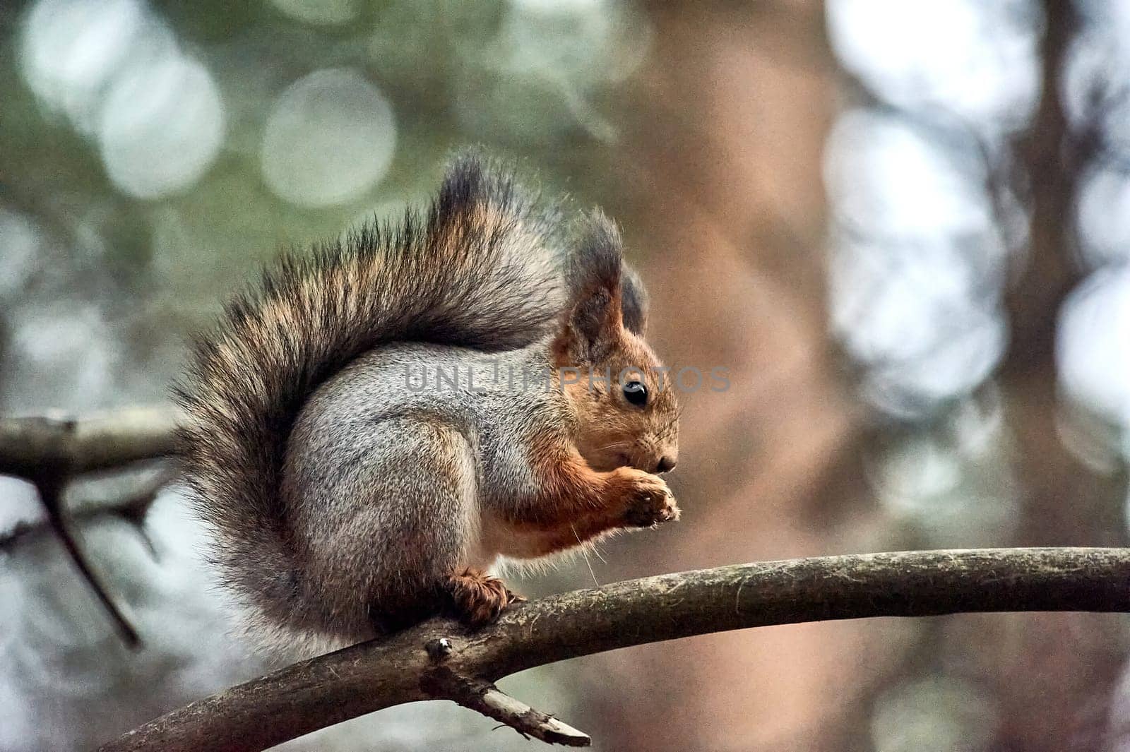 squirrel sitting on a branch, eating a nut. High quality photo