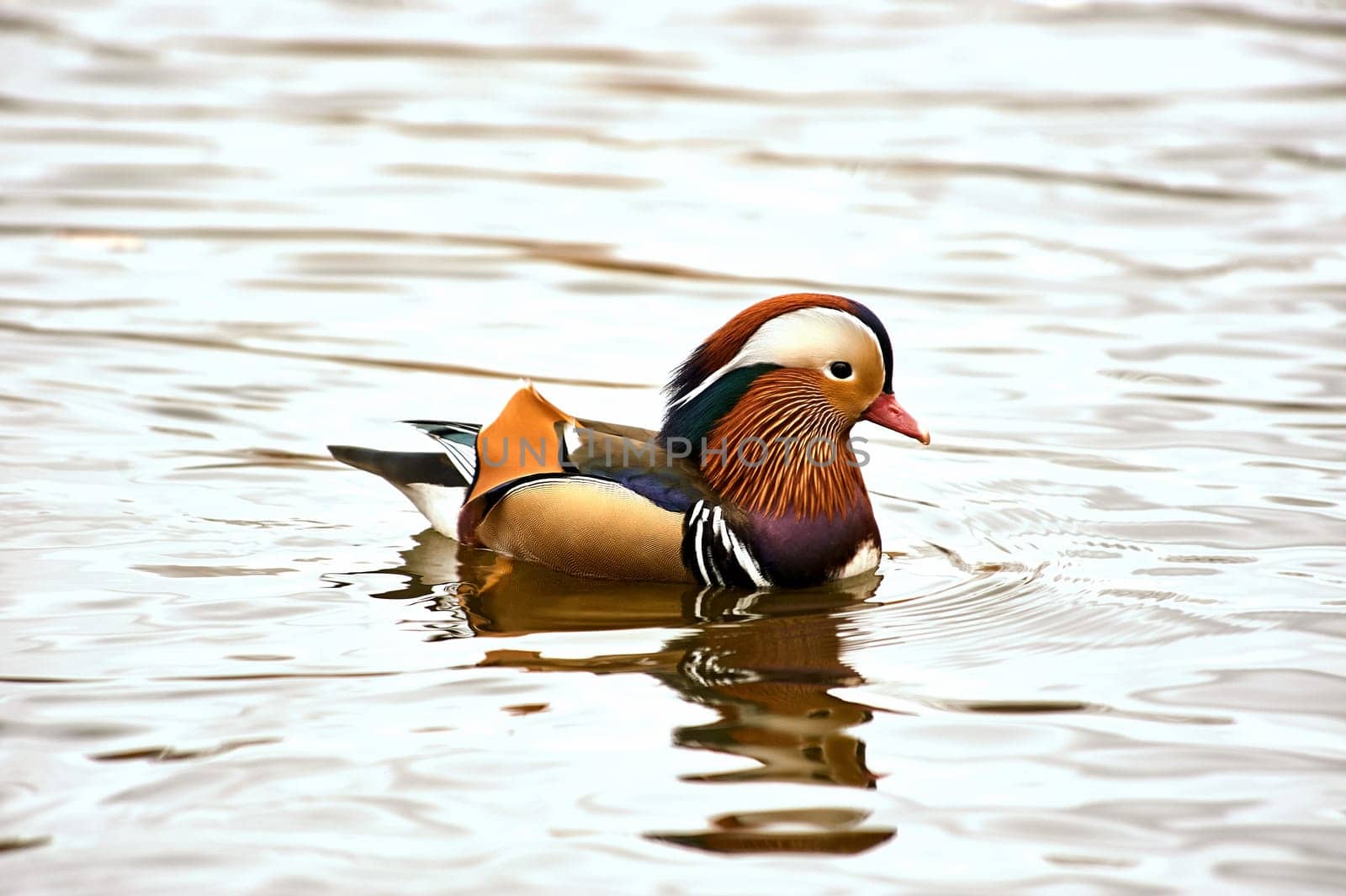 Mandarin duck swimming in a pond. High quality photo