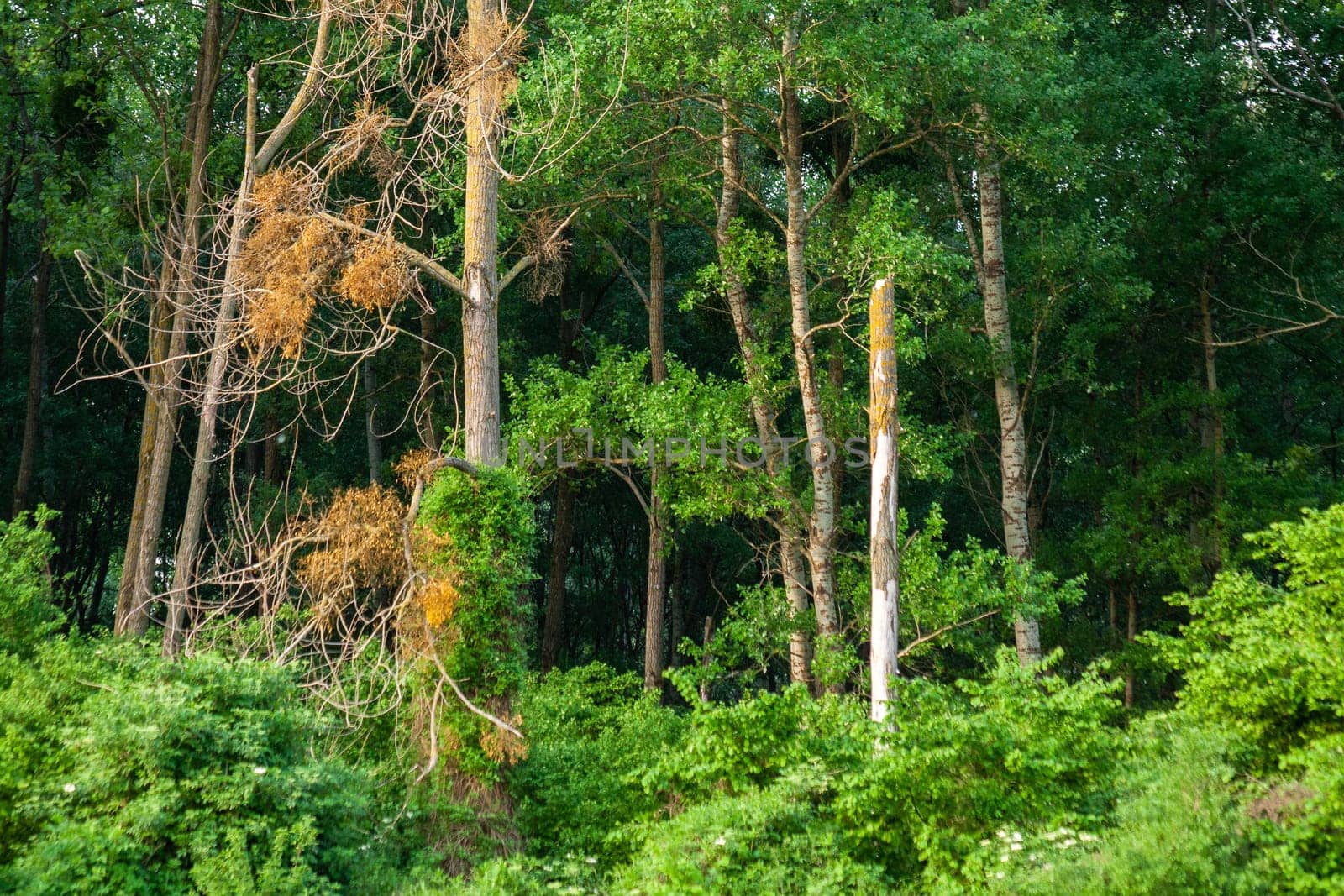 Low angle shot of green-leaved trees under the sunlight