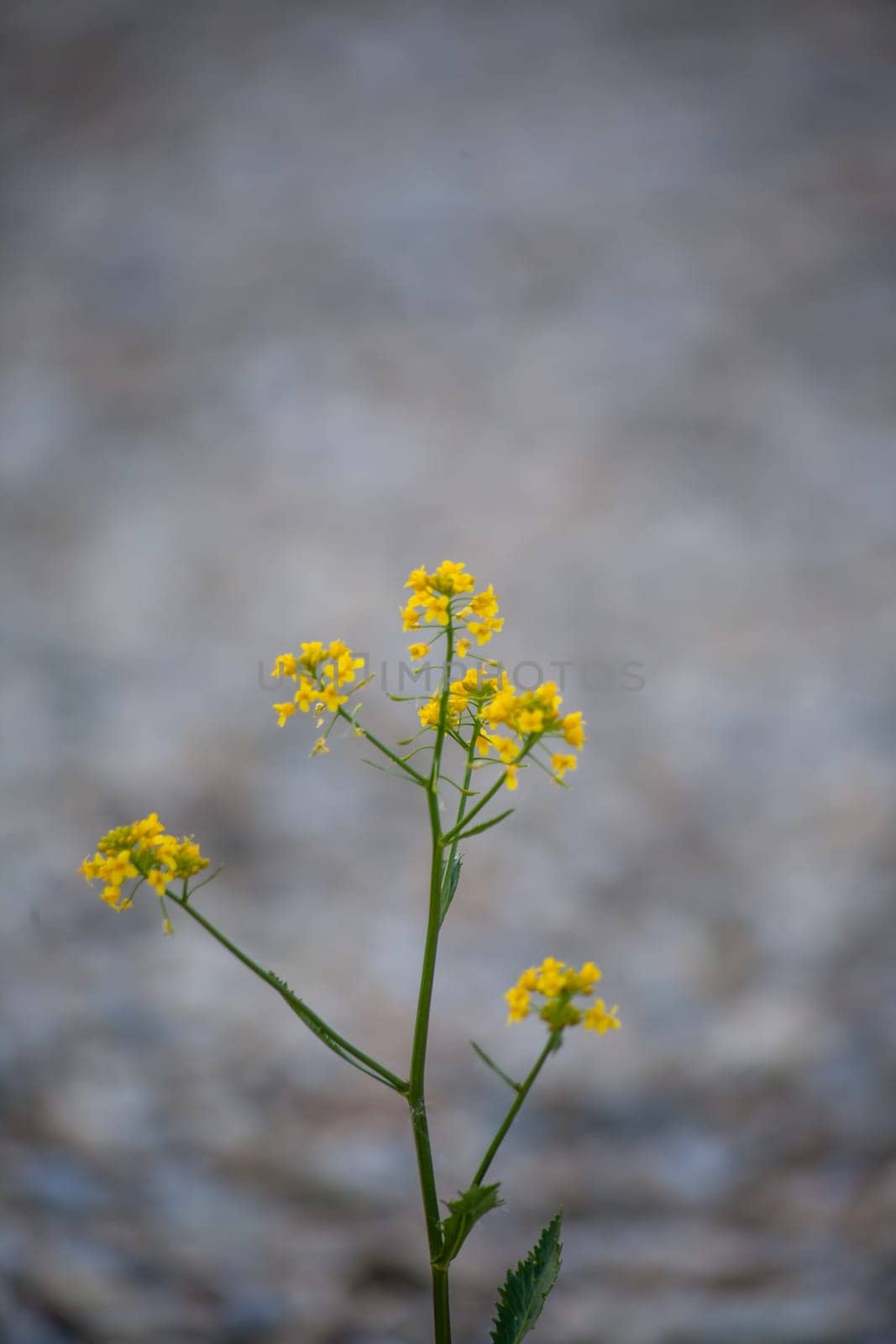 A closeup shot of a beautiful tansy under the sunlight