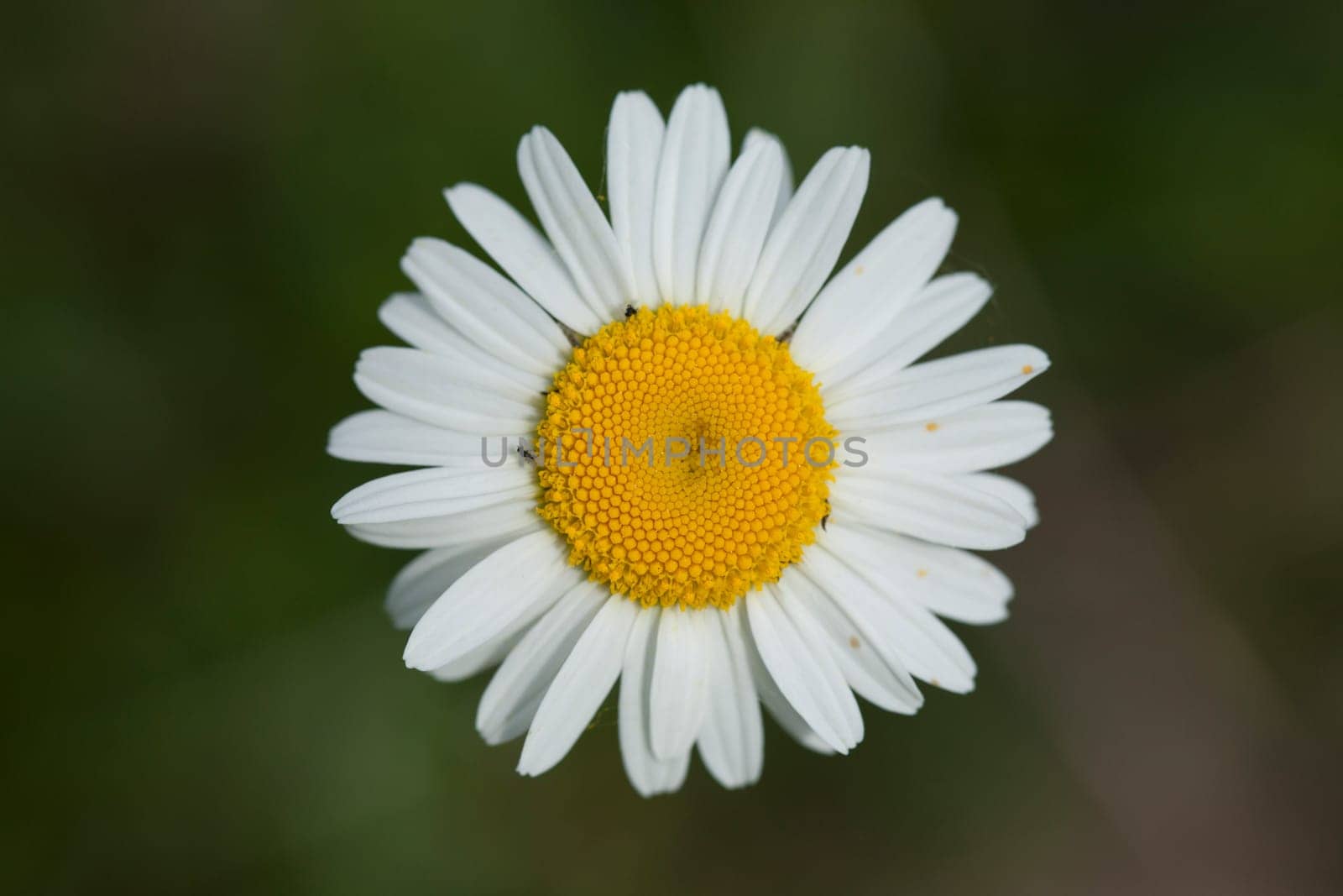 A closeup shot of a beautiful daisy under the sunlight