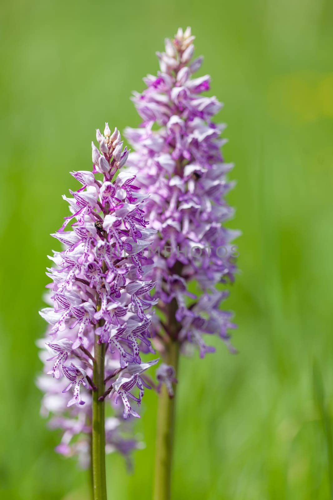 A closeup shot of a beautiful Southern marsh-orchid under the sunlight