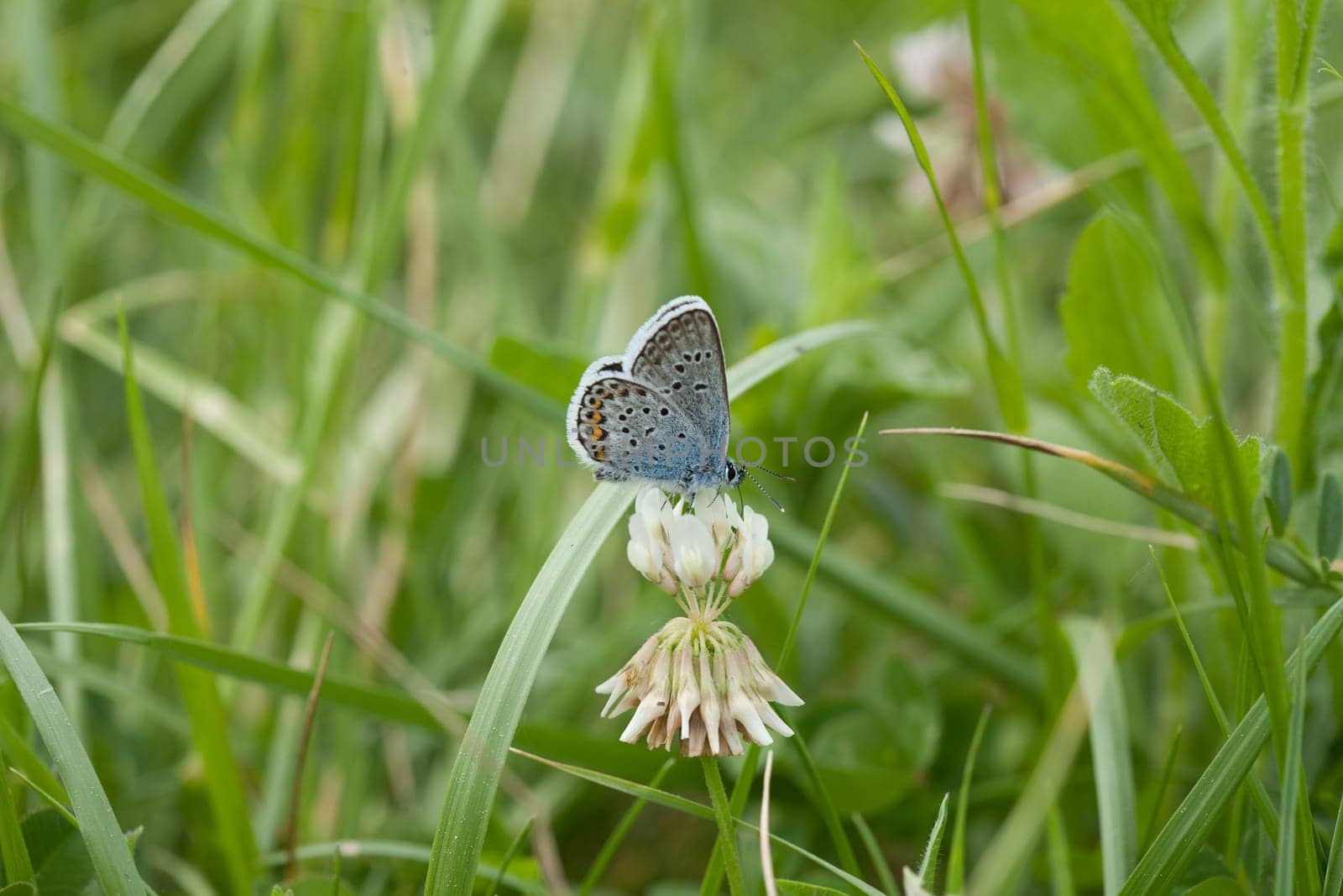 A closeup shot of a butterfly sitting on a white flower