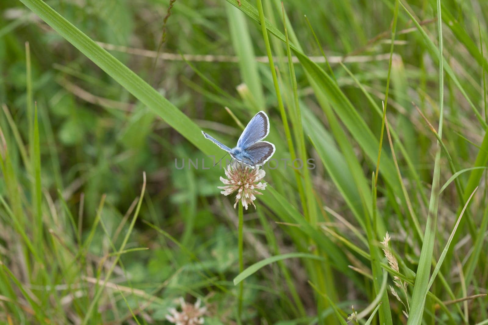 A closeup shot of a butterfly sitting on a white flower