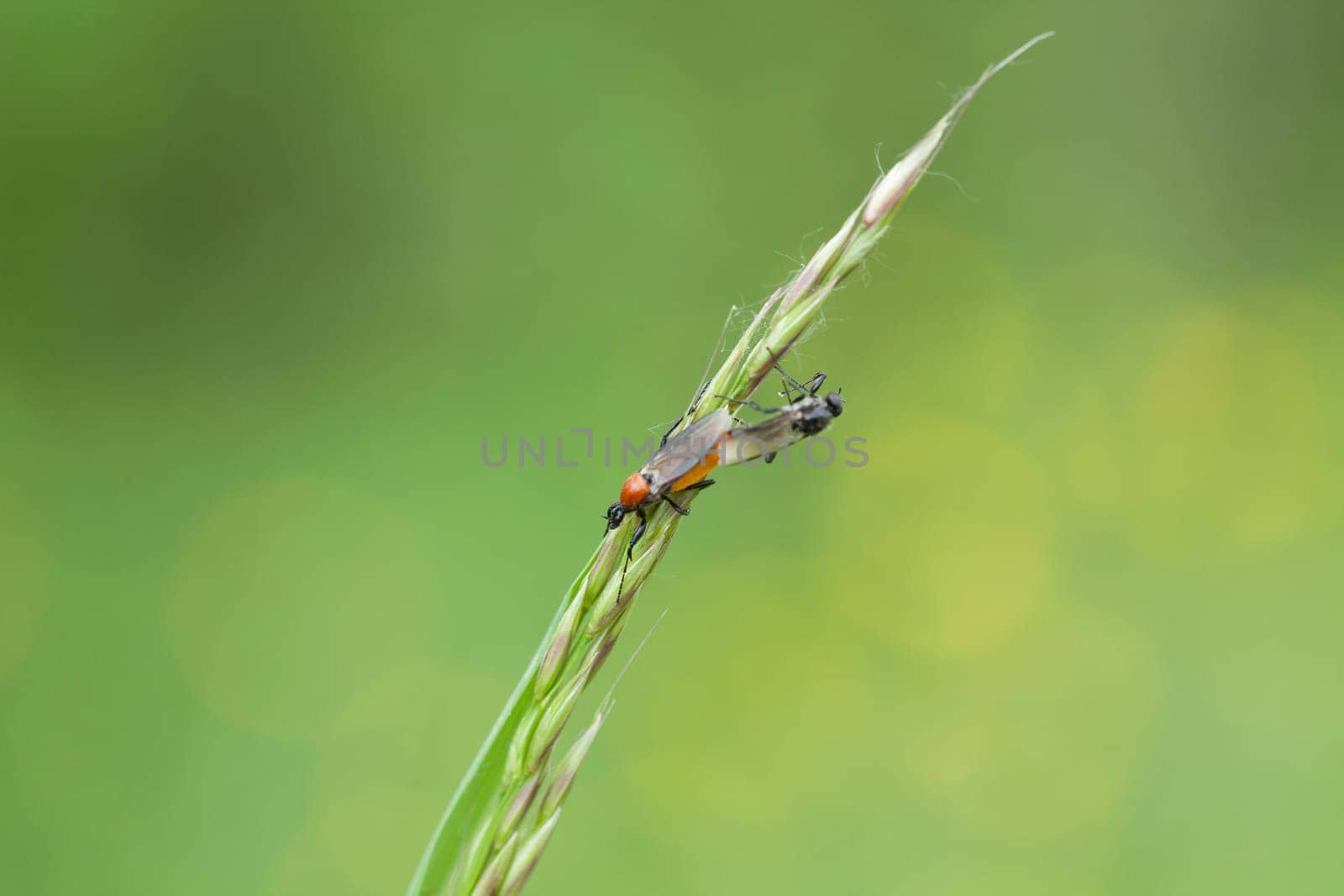 A closeup shot of insects on a green wheat under the sunlight