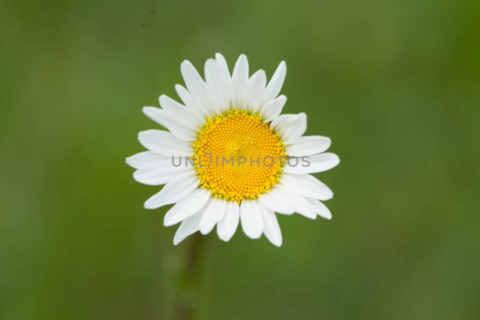A closeup shot of a beautiful daisy under the sunlight