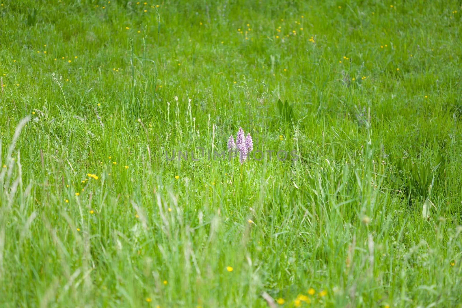 Beautiful Southern marsh-orchid under the sunlight