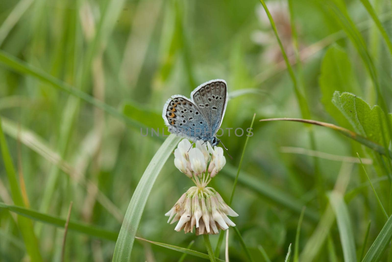 A closeup shot of a butterfly sitting on a white flower