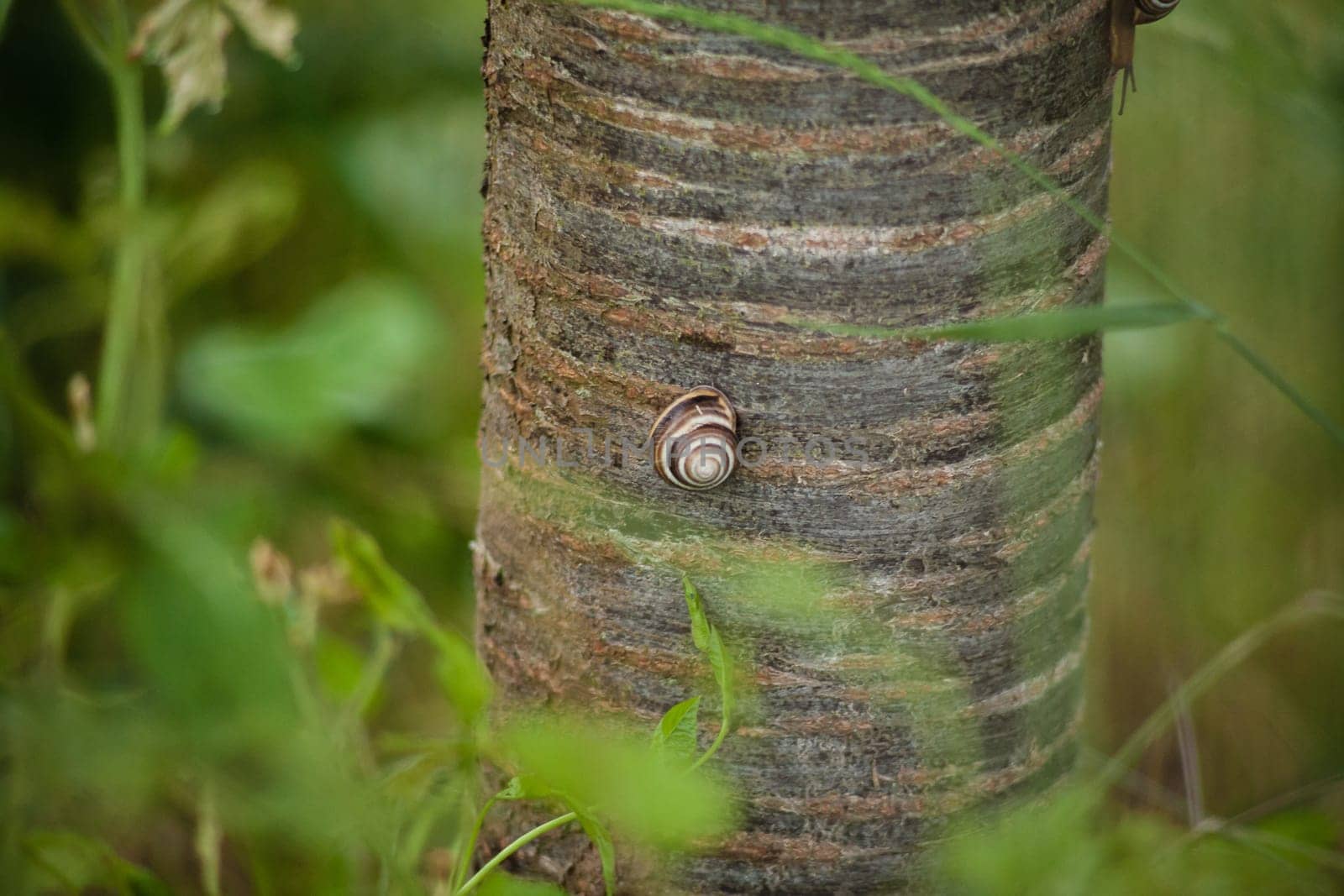 Closeup shot of a snail crawling on a tree trunk