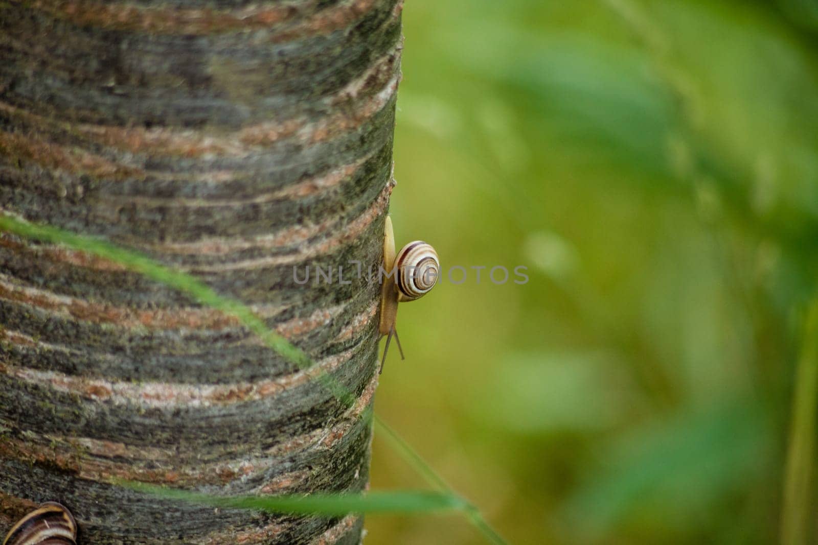 Closeup shot of a snail crawling on a tree trunk
