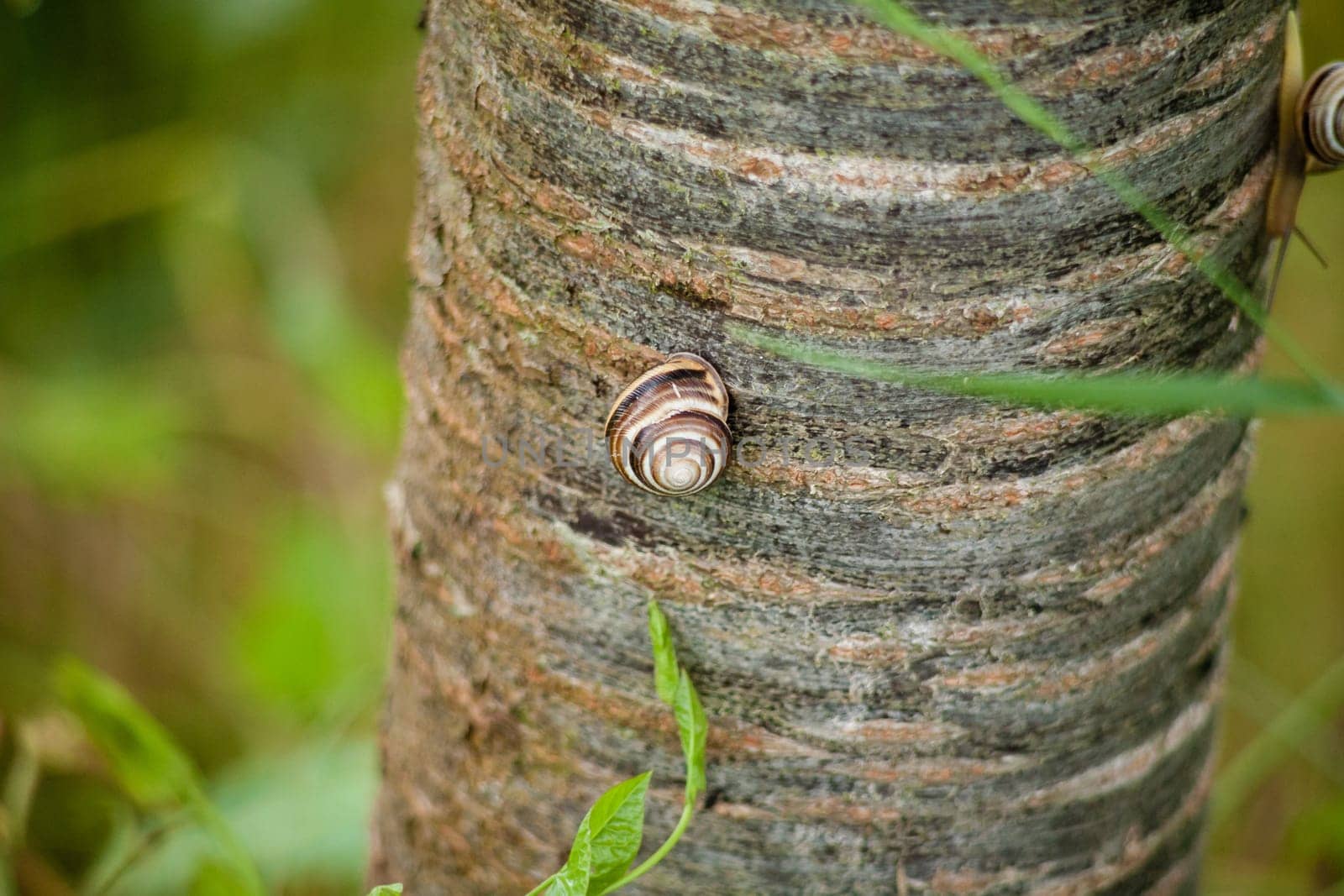 Closeup shot of a snail crawling on a tree trunk
