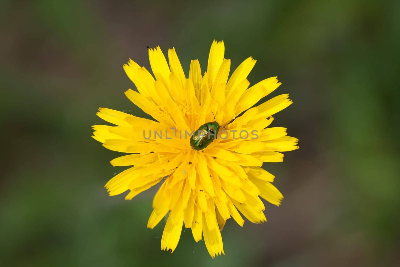 A closeup shot of an insect on a yellow flower under the sunlight